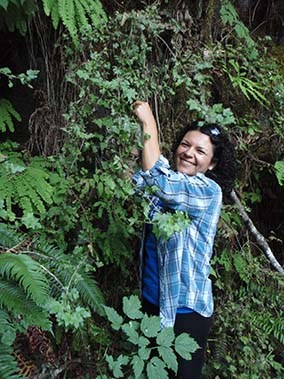 Seed collecting