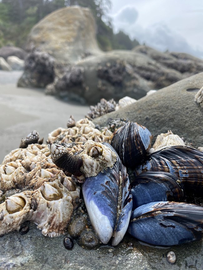 A bundle of blue and white shelled Blue Mussels with stony looking Acorn Barnacles and long-stemmed Gooseneck Barnacles growing on top. All are attached to the top of a large grey ocean boulder.