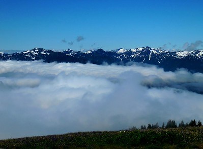 This photo depicts white clouds hang over a river valley and below the snow-capped jagged peaks of the Olympic mountains with a green alpine meadow dotted with yellow flowers in the foreground