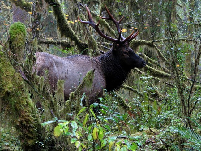 Animals - Olympic National Park (. National Park Service)
