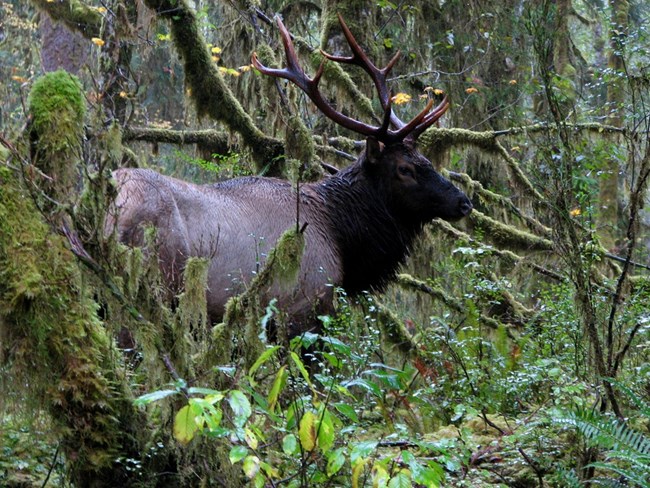 Animals - Olympic National Park (. National Park Service) Animals - Olympic National Park (. National Park Service)