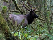 Animals Olympic National Park U S National Park Service Animals Olympic National Park U S National Park Service