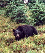 bear in meadow, looking up at photographer, small subalpine firs behind bear