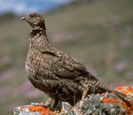 Blue grouse