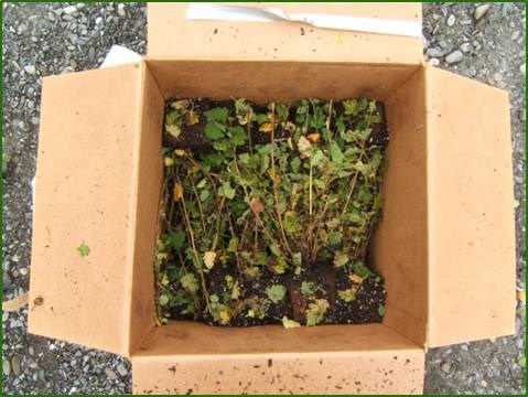 box with plants