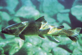 A closeup underwater image of a young bull trout floating in a rocky stream. Tiny spots run the length of its body.