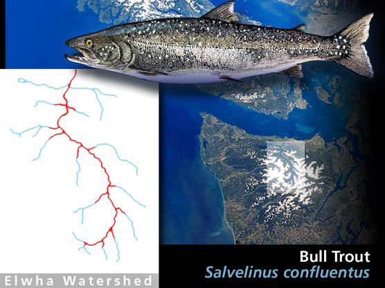 Historic bulltrout range