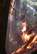 A forest fire burns on the ground and up tree trunks.