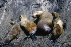 Four California sea lions on a rock Four California sea lions on a rock