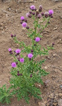 A Canada thistle grows in dirt. It has spike, pink flowers at the tips of green stalks. Pointy green leaves grow below the flowers and are especially prevalent closer to the base of the plant.