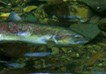 A small chinook salmon underwater.