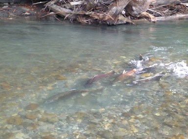 Chinook in the Elwha River