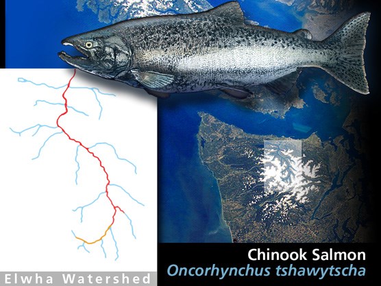 Historic range of Chinook in the Elwha