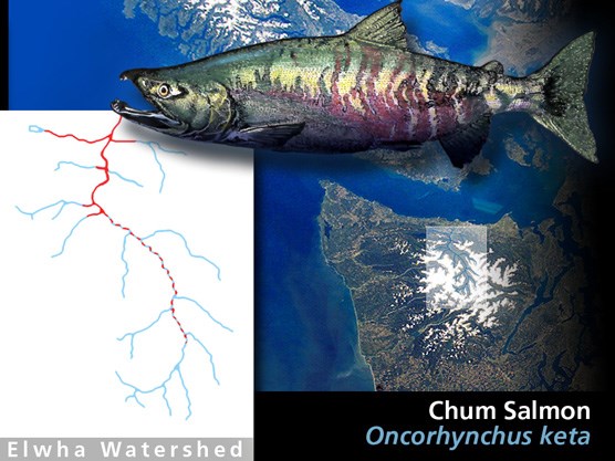 Historic chum