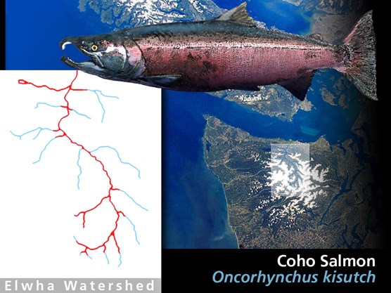 Historic coho