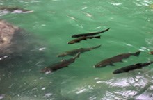 Coho in the Sol Duc River.