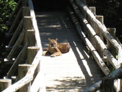 A cougar lies on a bridge