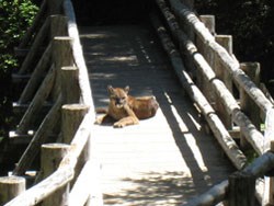 cougar olympic national park u s national park service