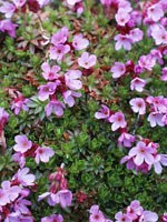 bright pink flowers emerge from a low mat of green leaves bright pink flowers emerge from a low mat of green leaves