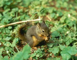 Douglas squirrel finds food on the forest floor. Douglas squirrel finds food on the forest floor.