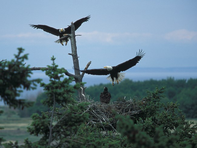 Bald eagles in flight over forest