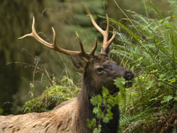 Roosevelt Elk - Olympic National Park (U.S. National Park Service)