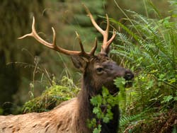 A male Roosevelt elk eats from a shrub in the rainforest