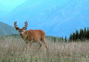 buck with antlers in velvet looks up in grassy meadow with deep valley in background