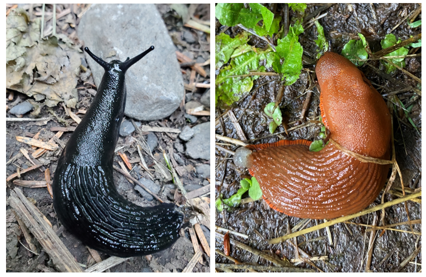 This image depicts two European slugs, each with a smooth head and a back with ridges running from the head along the back. One is dark black and one is red.