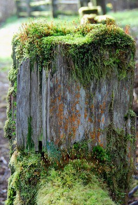 Mosses - Olympic National Park (U.S. National Park Service)