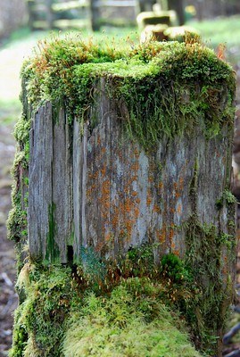 A grey fence post holds tufts of moss sprouting from the top and side