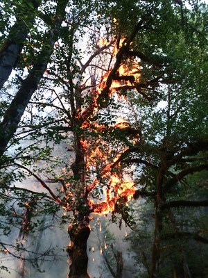 Burning mosses and lichen on a Red Alder