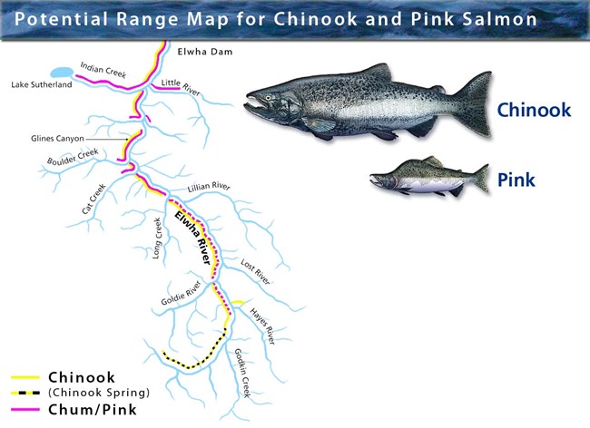 Pink and Chinook Range Map