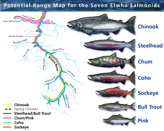 A map showing the Elwha watershed. Listed to the right of the map are the 7 species of salmonid fish that were historically found in the Elwha. Each species corresponds with a colored line, and that line is overlaid on the map to show its potential range.