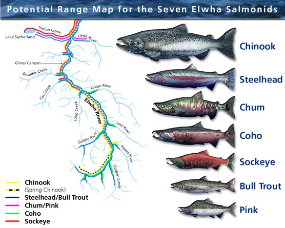 Potential range of anadromous fish runs in Elwha after dam removal
