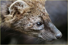 closeup of fisher