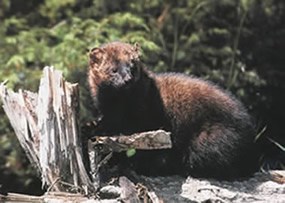 A fisher sits on a stump.