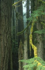 mossy branch descends from forest of old-growth trees mossy branch descends from forest of old-growth trees