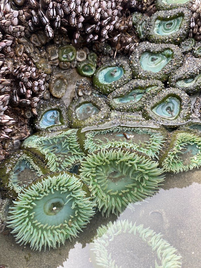 A large cluster of green anemones. Half are out of water and closed up, showing only their dark green exterior and a little blue/green center. Half are submerged in a tidepool, completely open and showing their bright green interior.