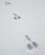 Hare's large back feet prints with smaller front foot imprints behind crossing snow Hare's large back feet prints with smaller front foot imprints behind crossing snow