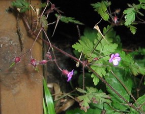 Herb Robert