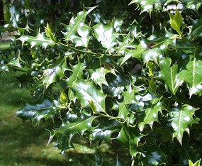 English Holly