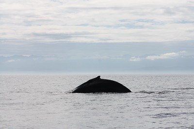The distinct hump of the whale emerges from gray waters.