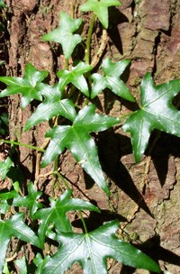 English ivy English ivy