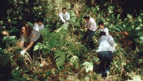 A group of 6 people working to remove invasive plants in the forest.