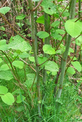 Japanese Knotweed