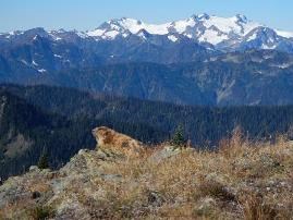 Olympic marmot Olympic marmot