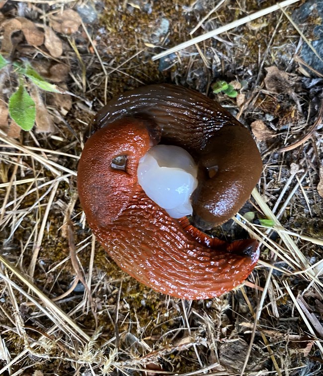 The image depicts two mating European slugs forming a circle. One is brown and one is red. Both have a smooth head and a ridged back. Between them is a white mass.