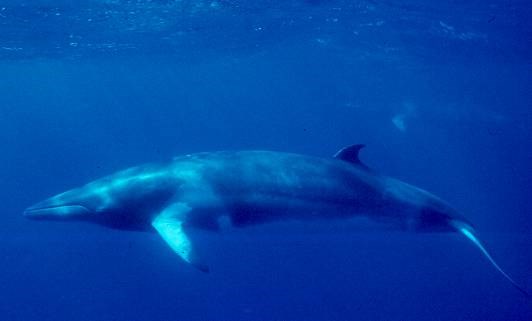 This image depicts a minke whale swimming underwater, recognizable by a dark back, light belly, white fin band, and beak-like snout.