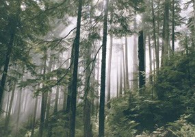 beams of sunlight penetrate fog on dense forested slope